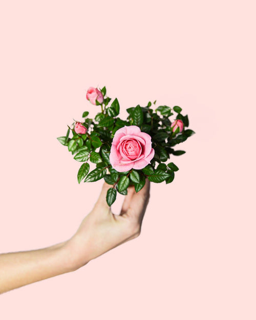 Rosal Rosa Mini - Pur Plant