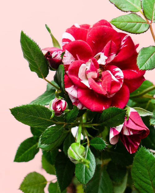 Rosal Variegado Mini - Pur Plant