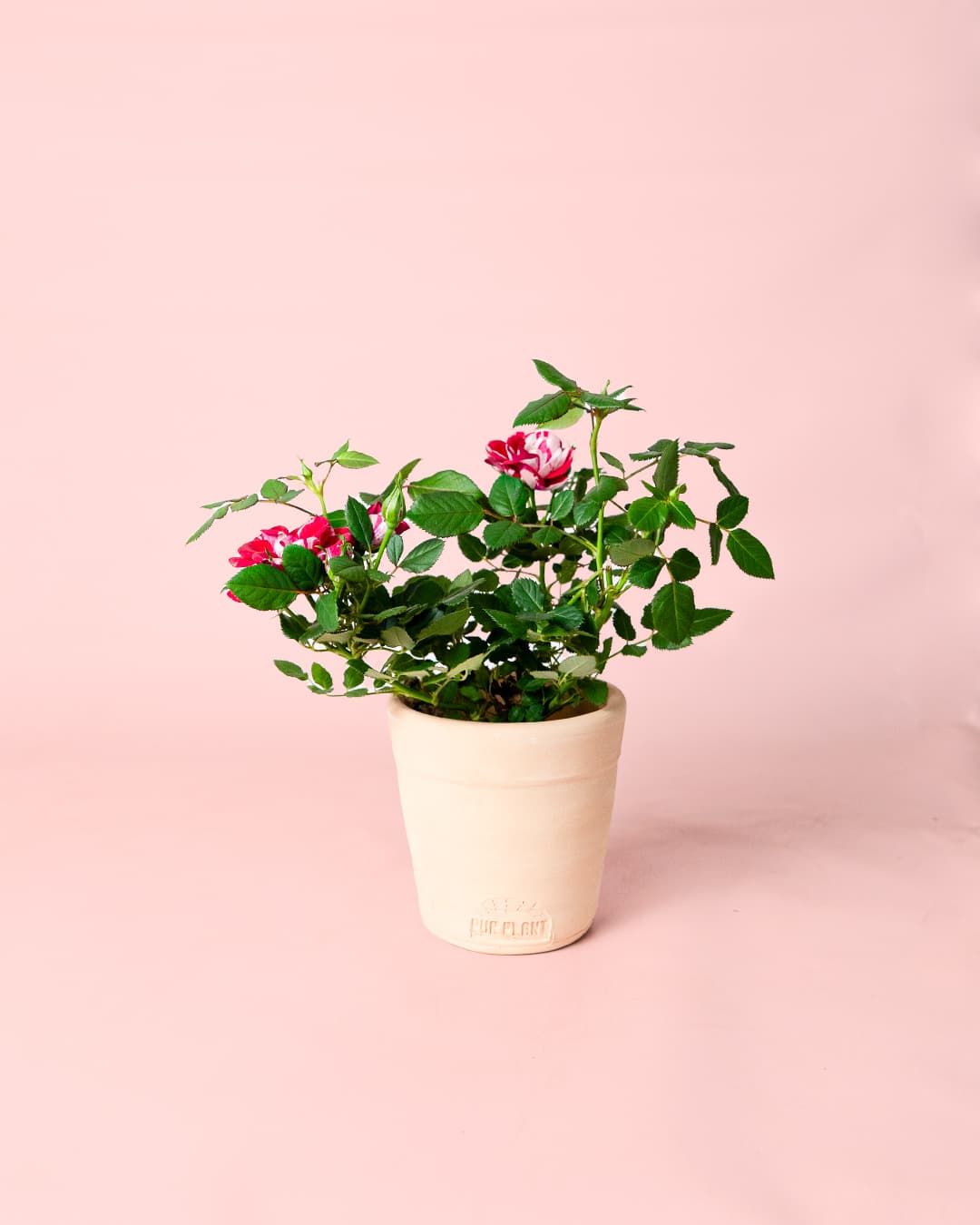 Rosal Variegado Mini - Pur Plant