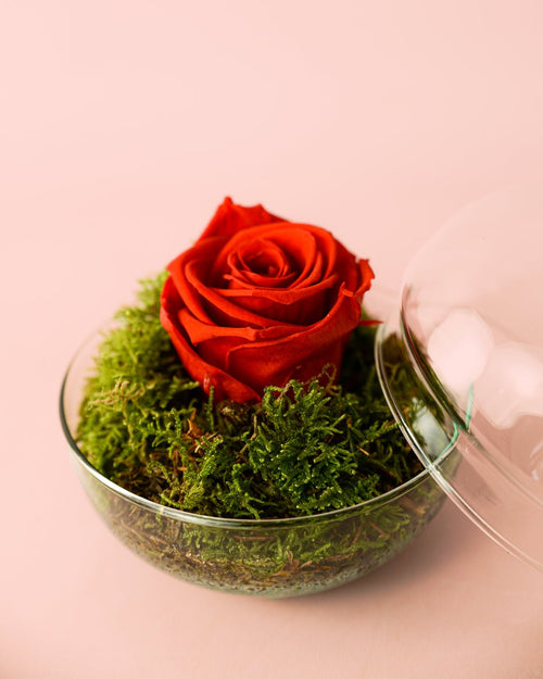 Rose – Rosa Eterna Mini Bol - Pur Plant