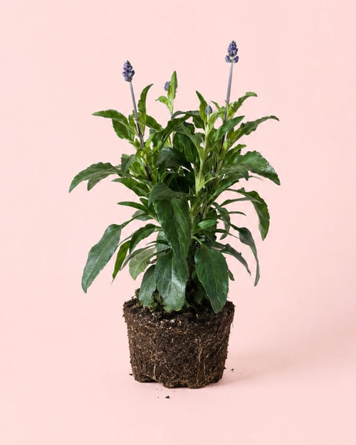Salvia Farinacea M - Pur Plant