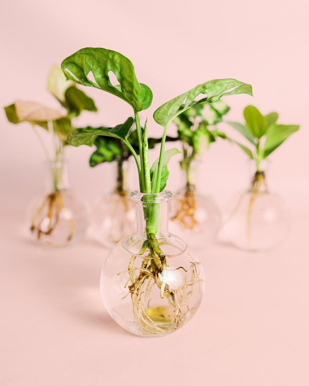Samoa – Plantas Hidroponia - Pur Plant