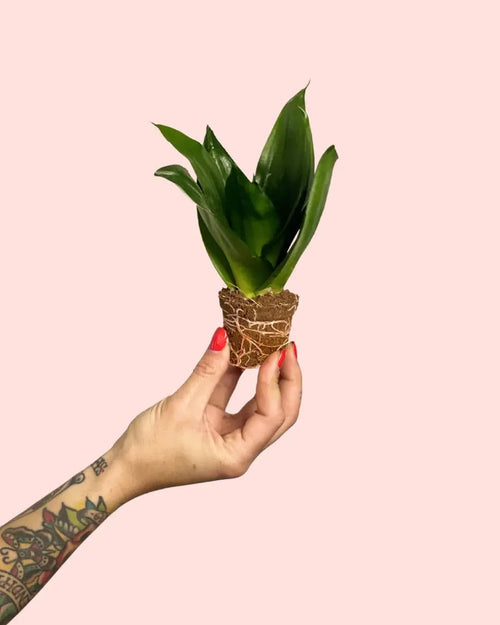 Sansevieria Dark Green Mini - Pur Plant