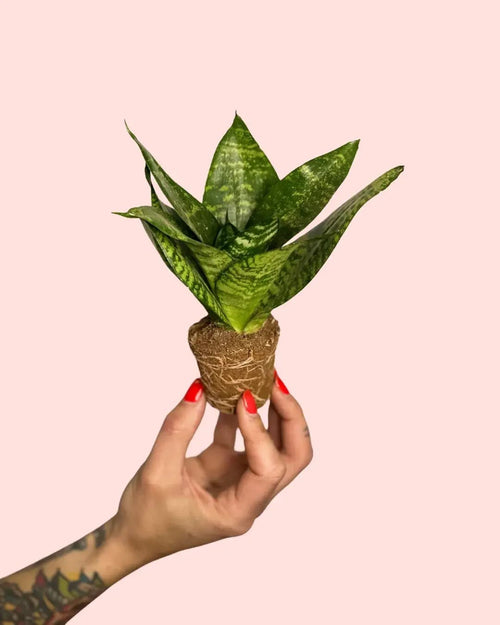 Sansevieria Green Star Mini - Pur Plant