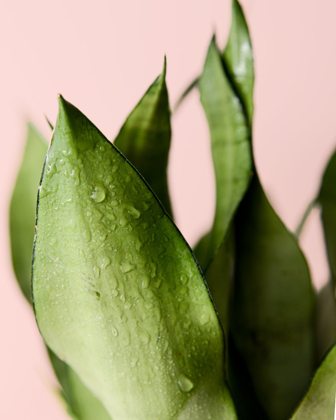 Sansevieria Moonshine M - Pur Plant
