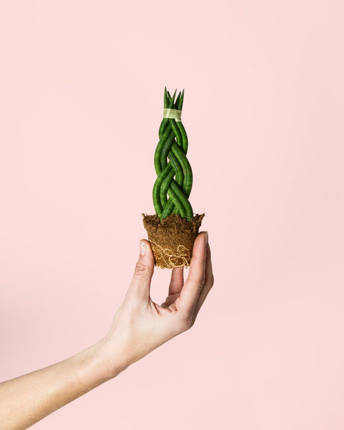 Sansevieria Trenzada Mini - Pur Plant
