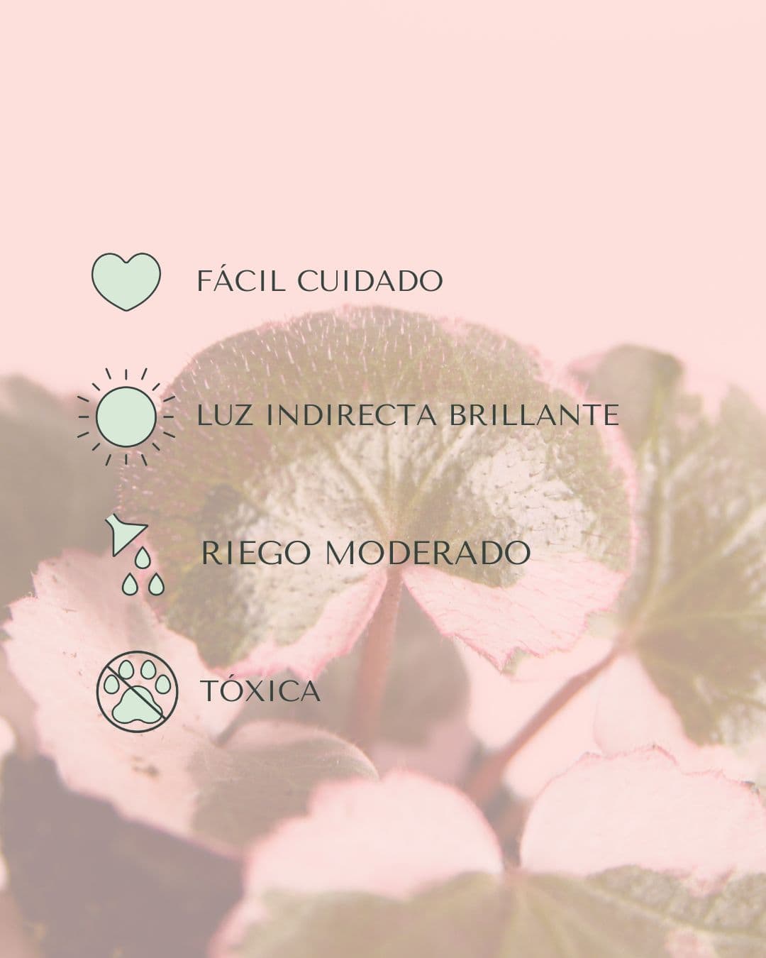 Saxifraga Variegata Pink Mini - Pur Plant