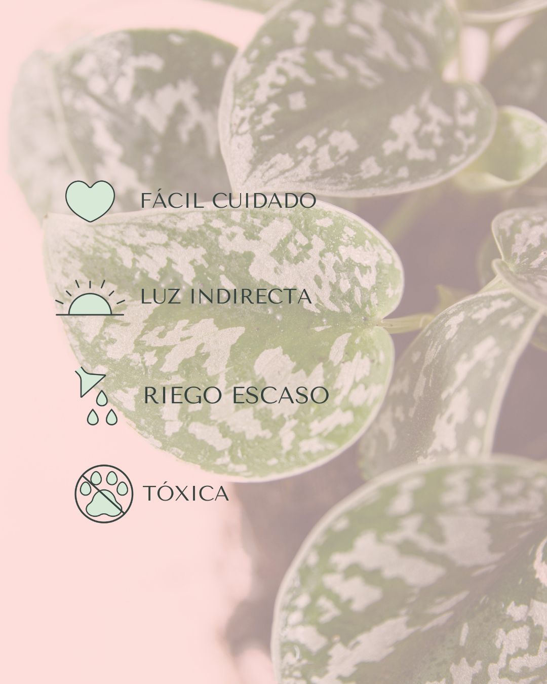 Scindapsus Pictus Argyraeus M - Pur Plant