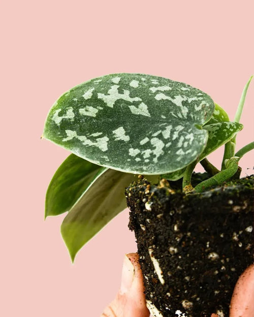 Scindapsus Pictus Mini - Pur Plant