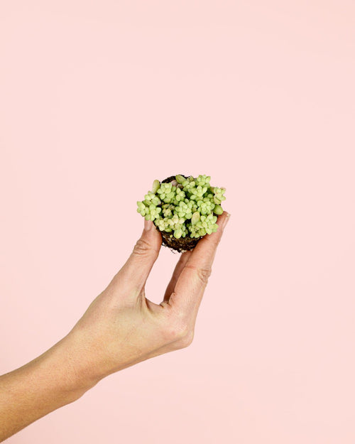 Sedum Burrito Mini - Pur Plant