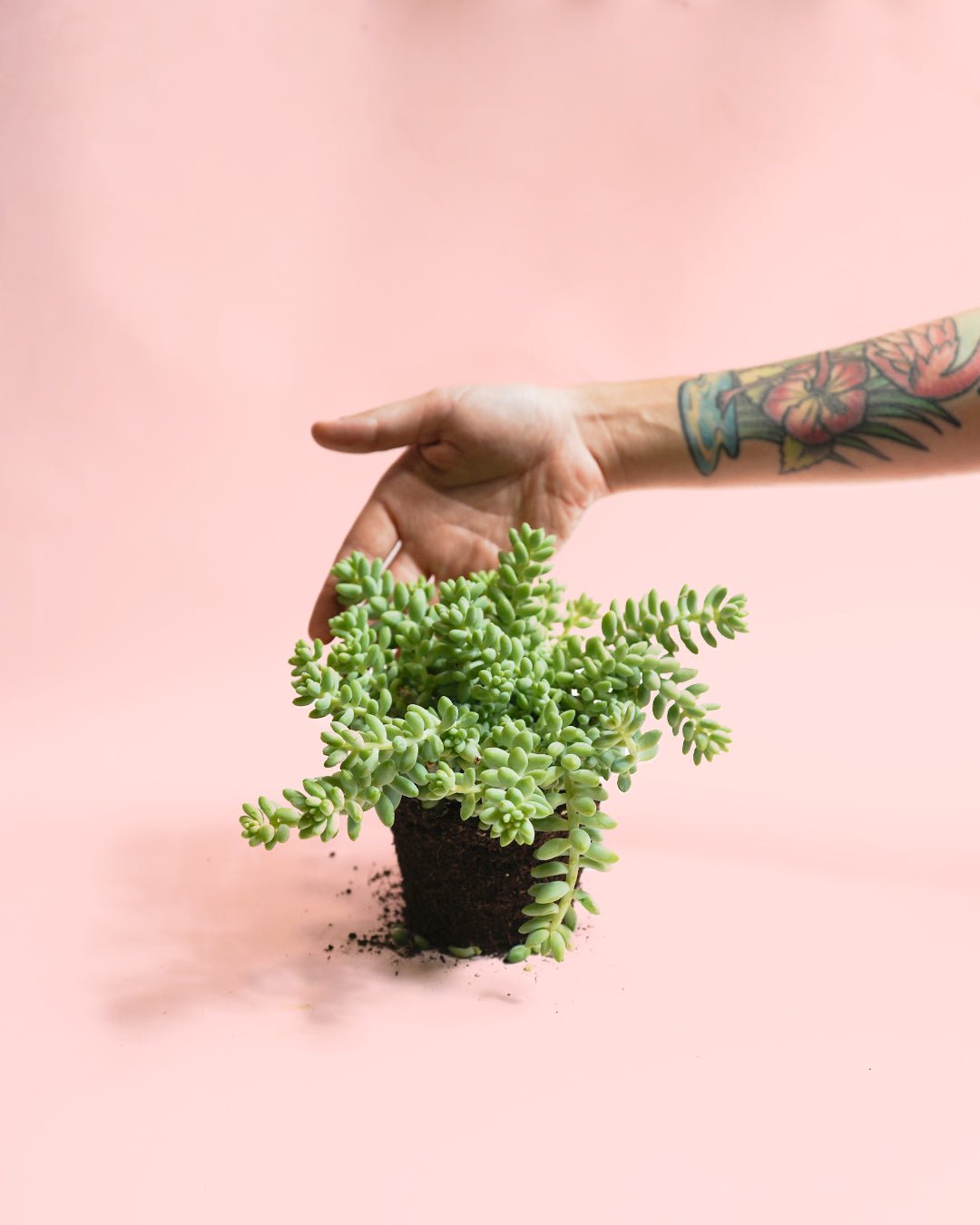 Sedum Burrito Mini - Pur Plant