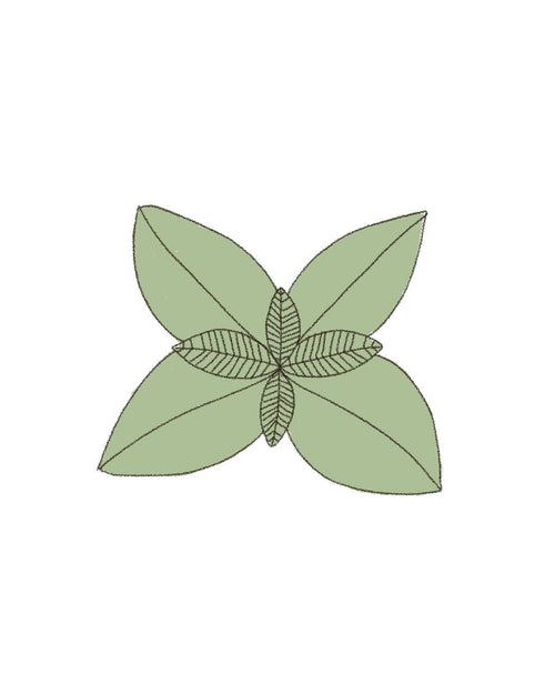 Semillas de Albahaca Genovesa - Pur Plant