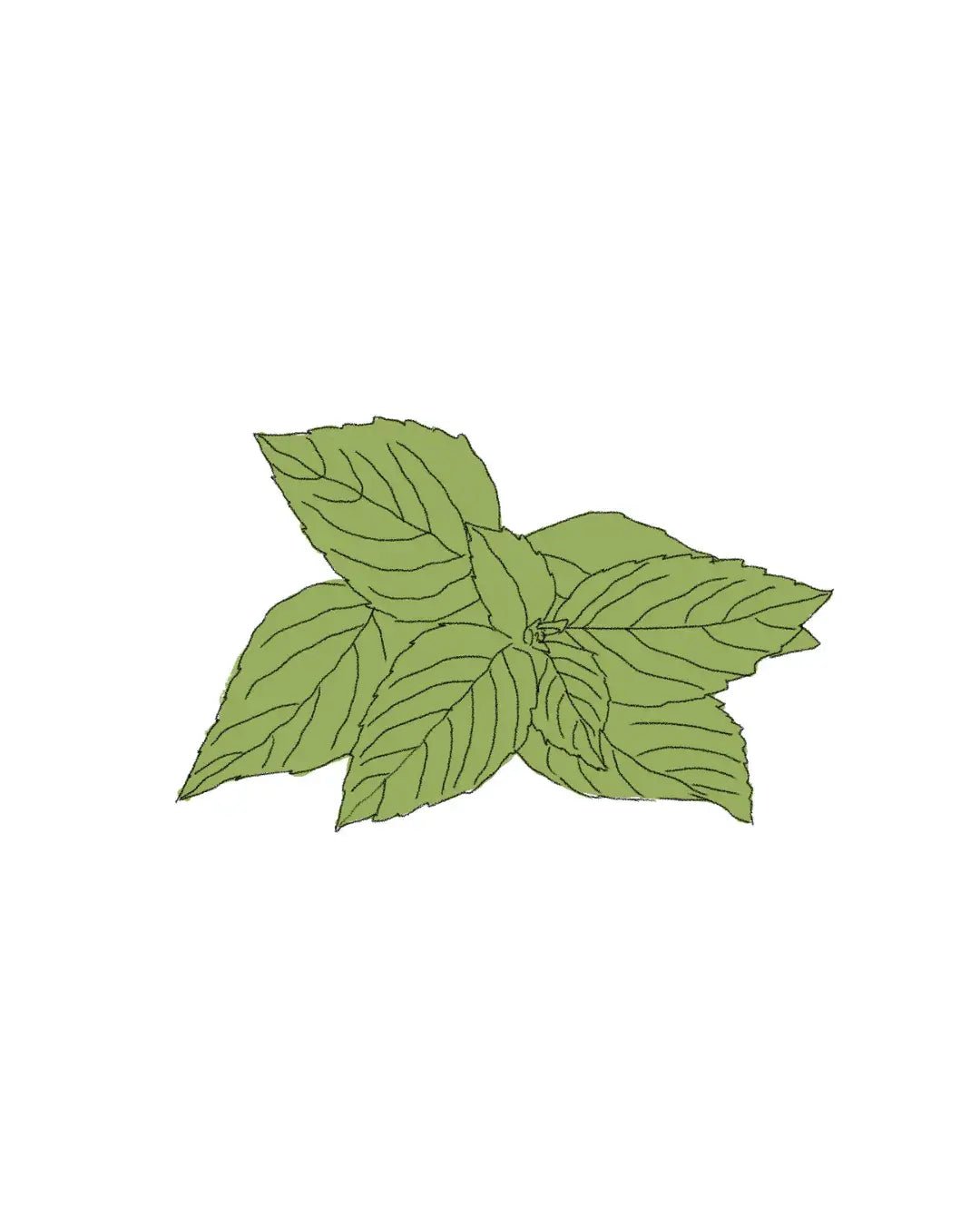 Semillas de Albahaca Limón - Pur Plant
