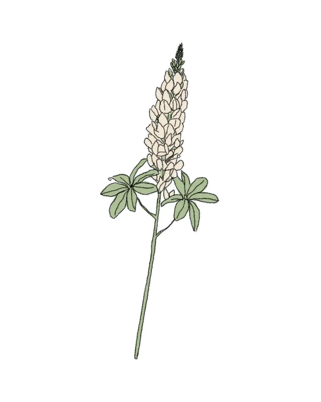 Semillas de Altramuz Blanco - Pur Plant
