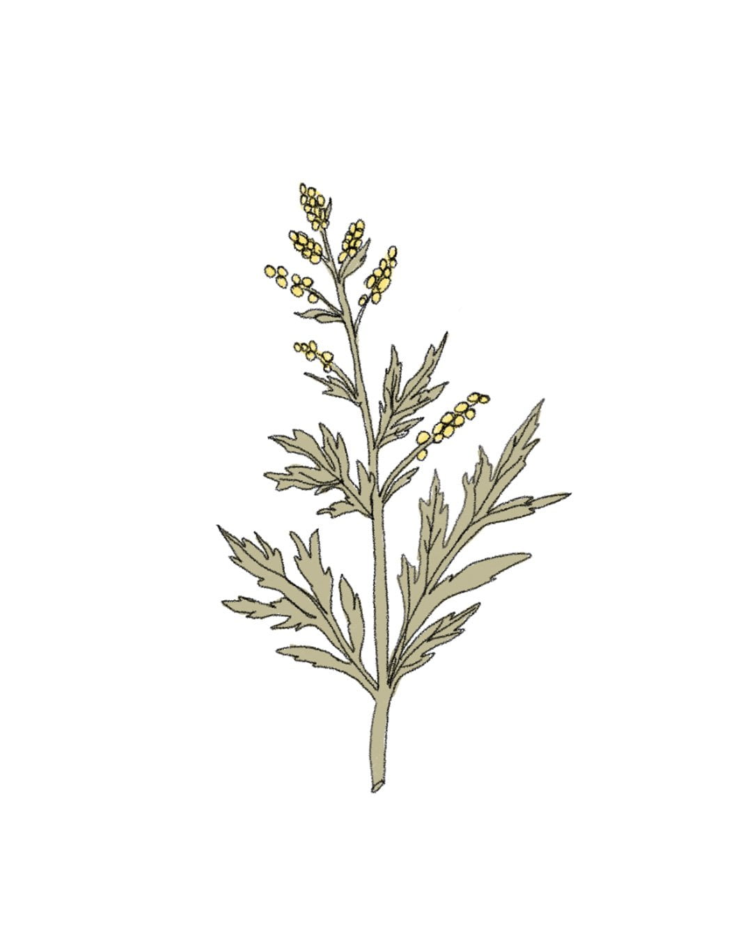 Semillas de Artemisa Anual (Ajenjo Dulce) - Pur Plant