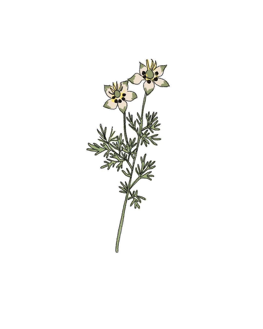 Semillas de Comino - Pur Plant