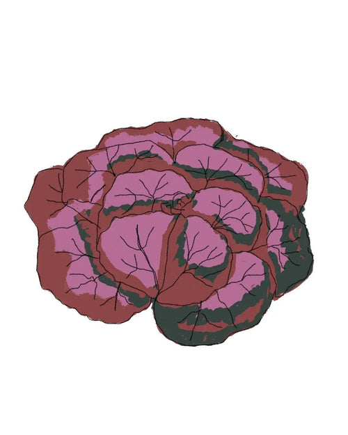 Semillas de Lechuga de Roble - Pur Plant
