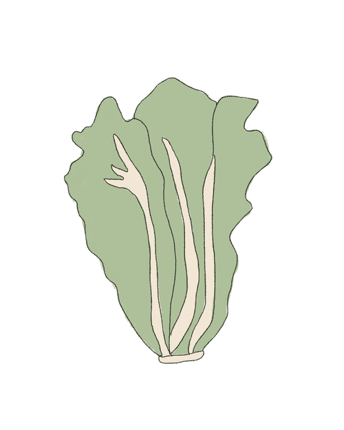 Semillas de Lechuga Oreja de Burro - Pur Plant