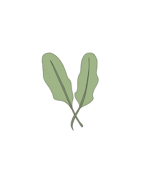 Semillas de Rúcula - Pur Plant
