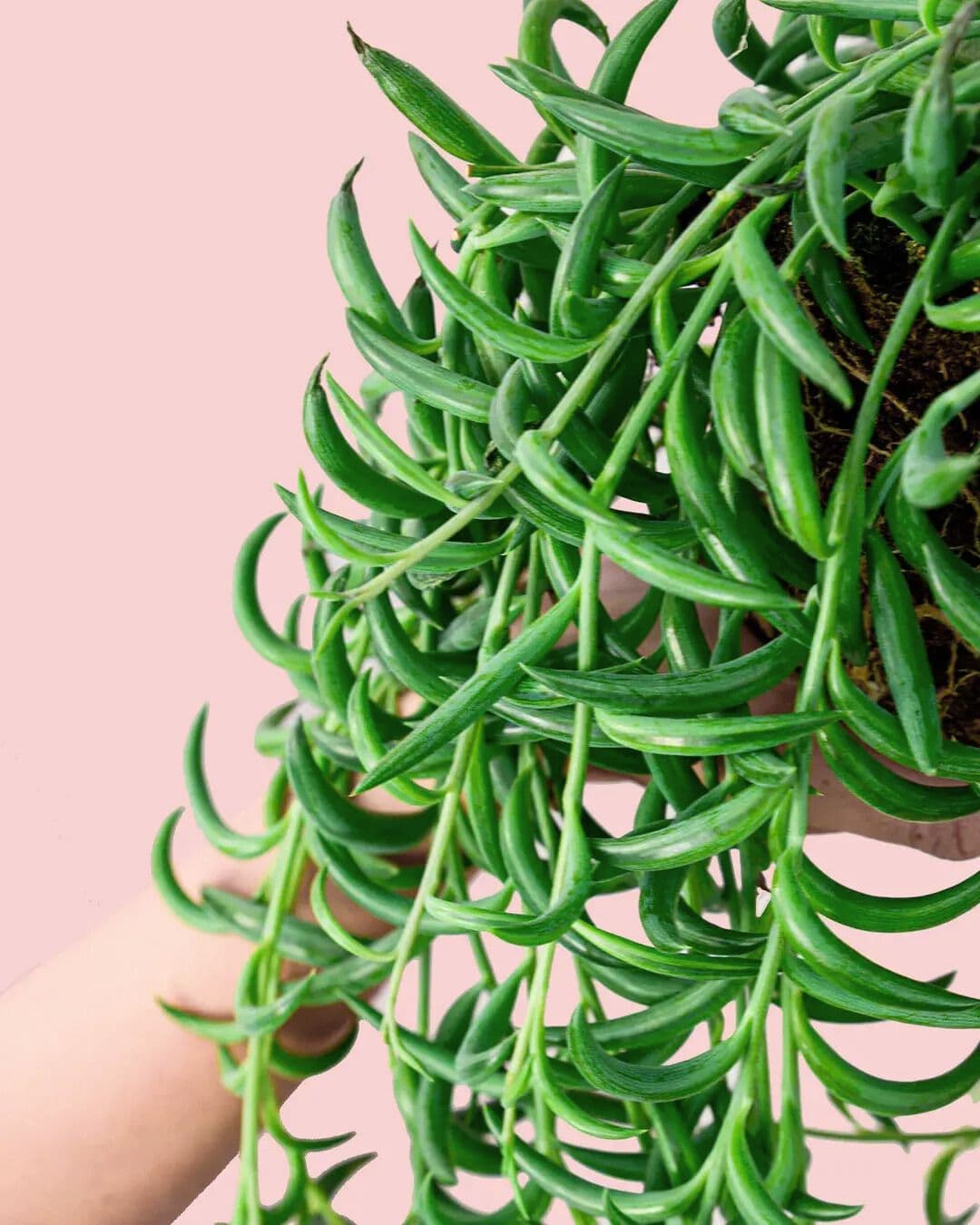 Senecio Banana M - Pur Plant