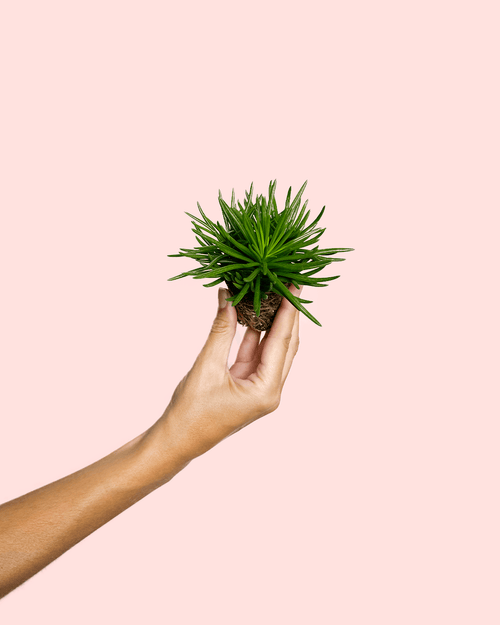 Senecio Himalaya Mini - Pur Plant