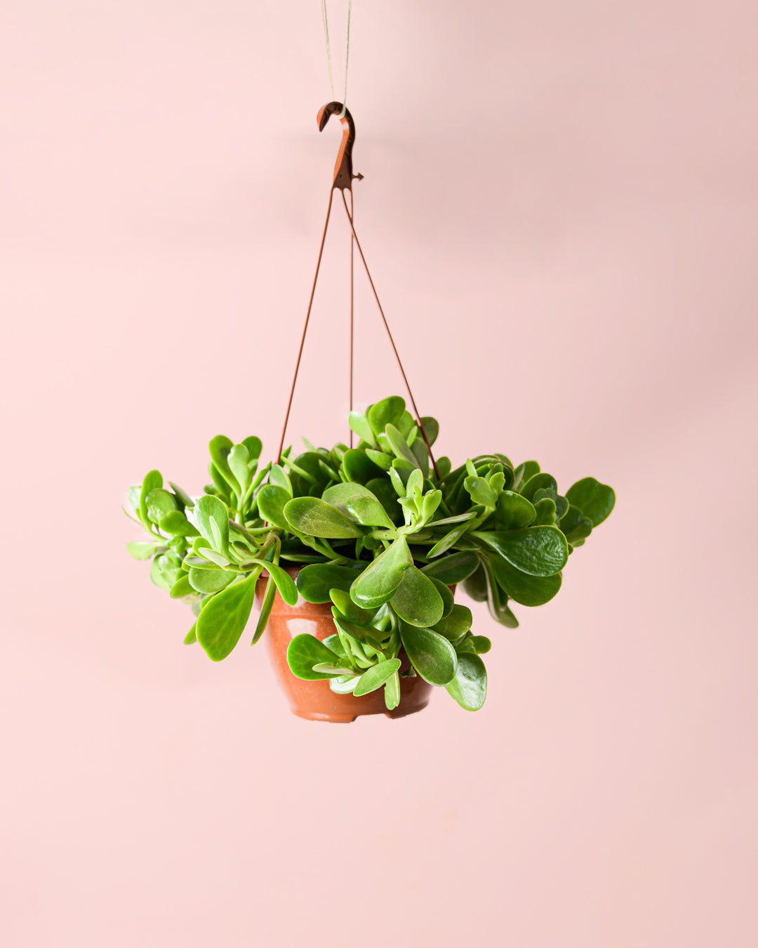 Senecio Moneda M - Pur Plant