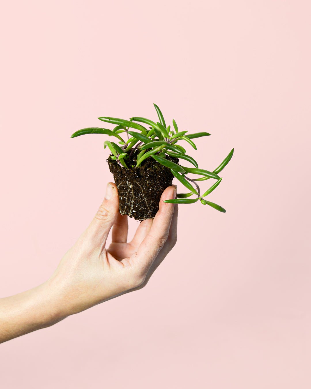 Senecio Purple Flush Mini - Pur Plant