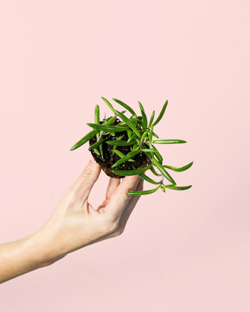 Senecio Purple Flush Mini - Pur Plant