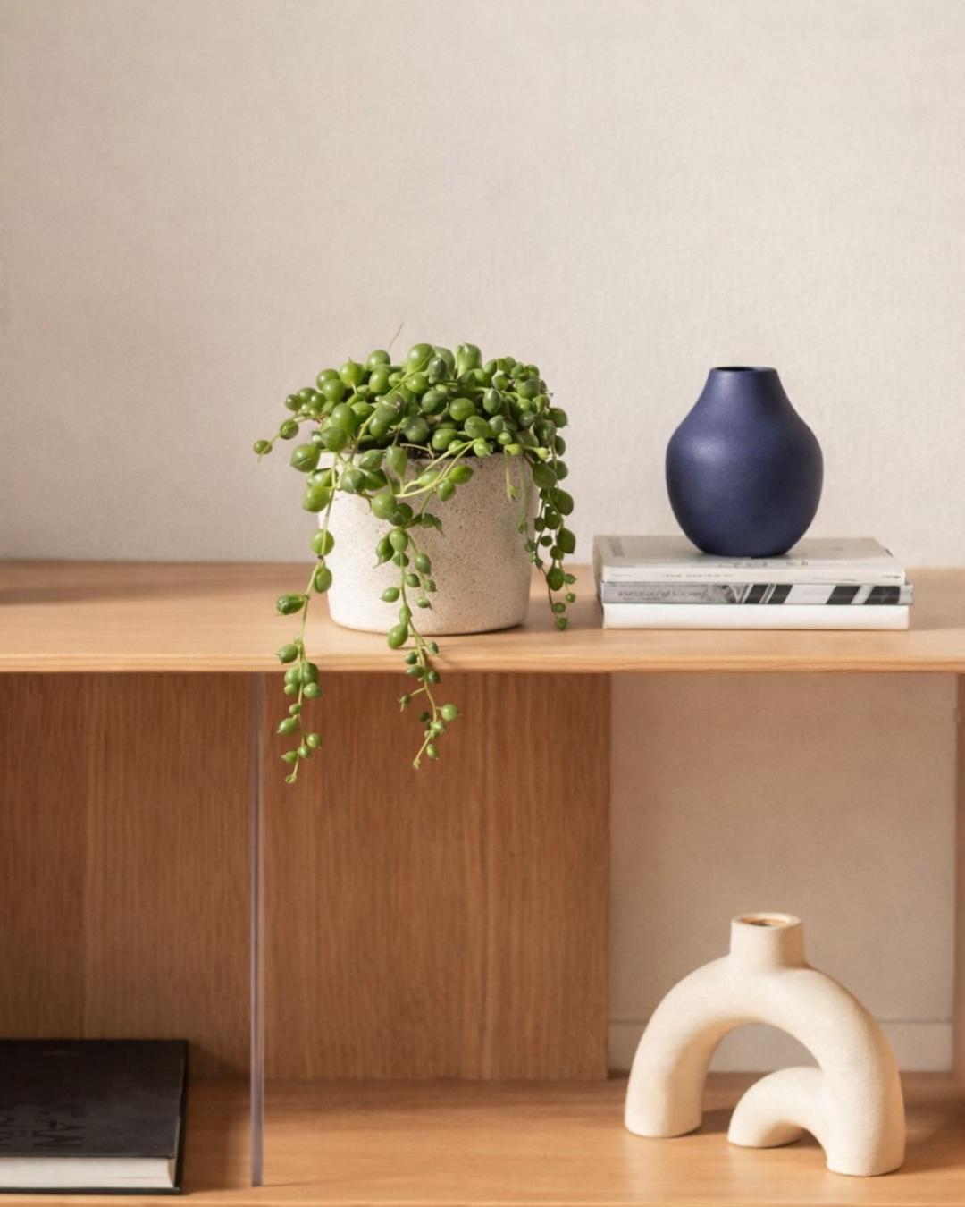 Senecio Rowleyanus Mini