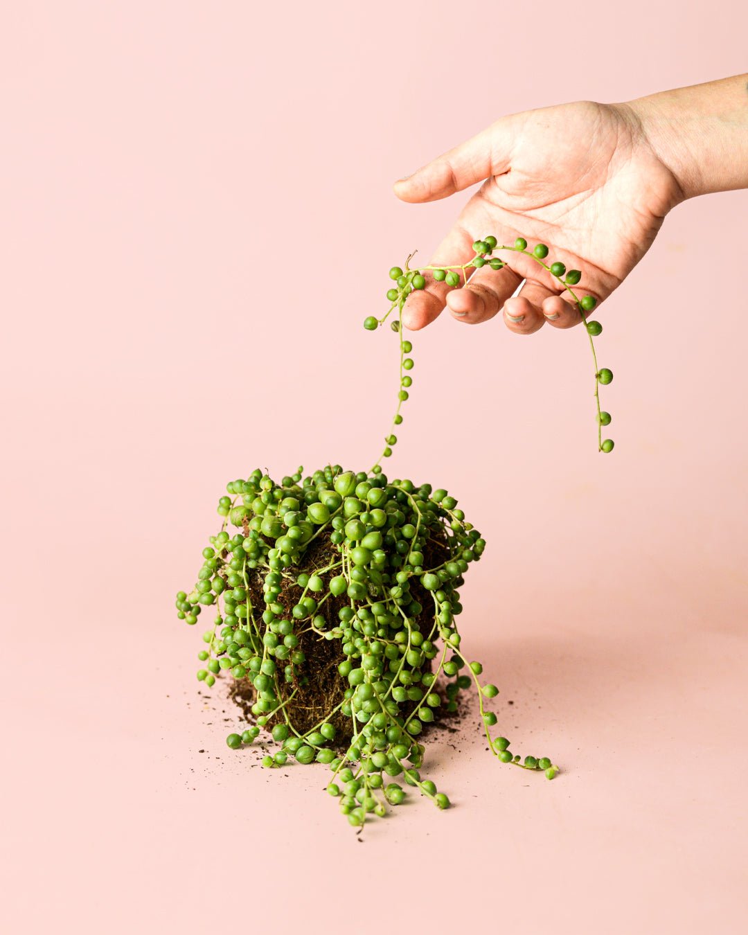 Senecio Rowleyanus M - Pur Plant