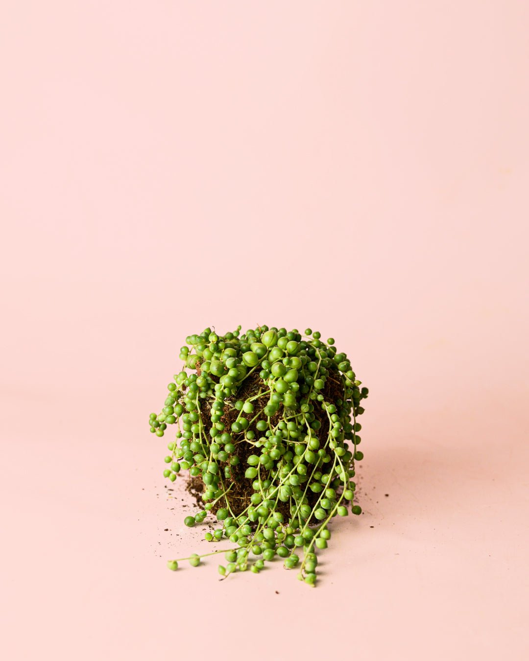 Senecio Rowleyanus M - Pur Plant