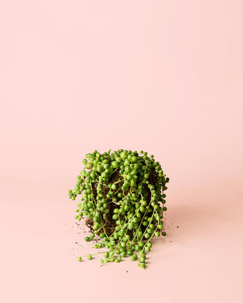 Senecio Rowleyanus M - Pur Plant