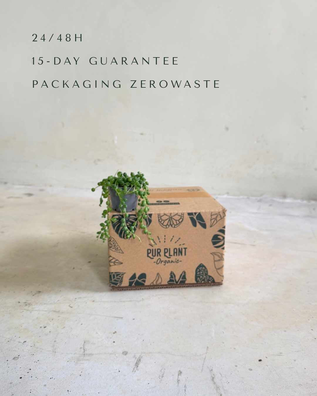 Senecio Rowleyanus Mini