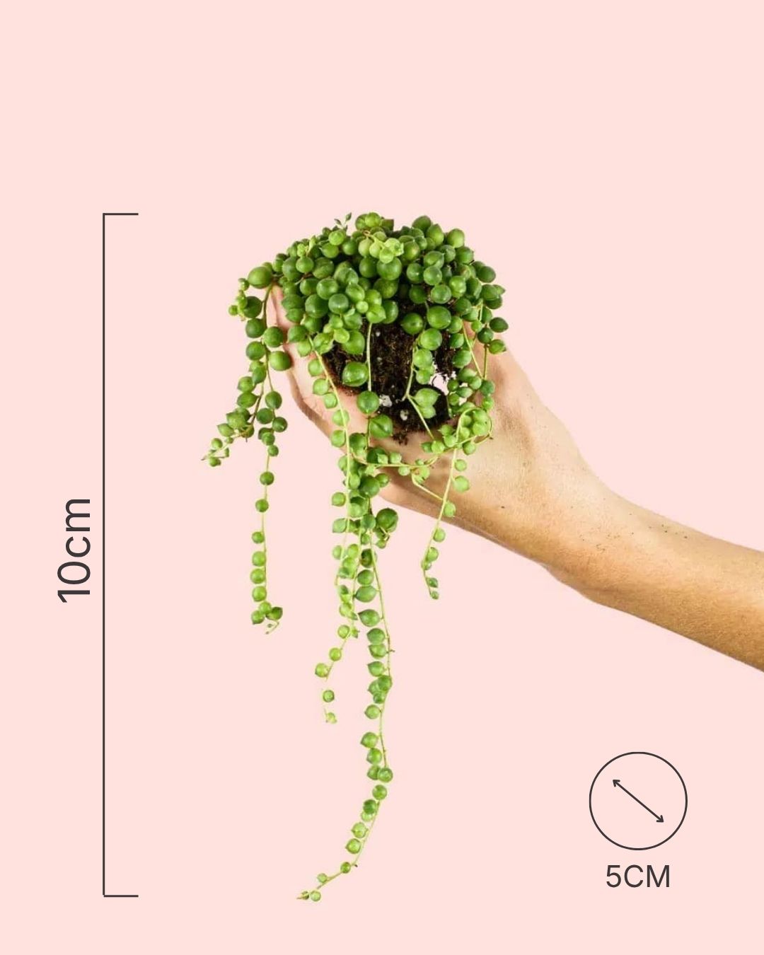 Senecio Rowleyanus Mini