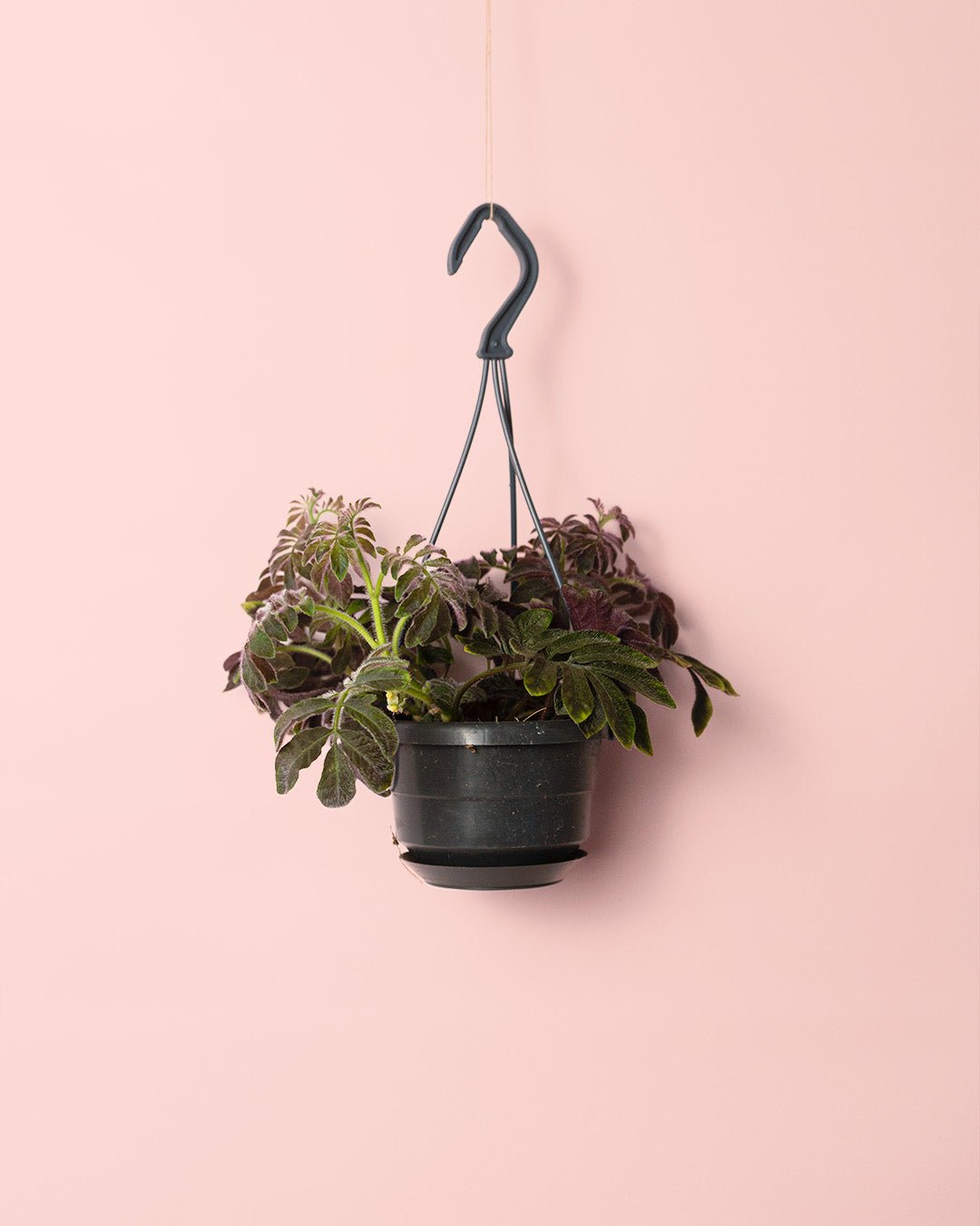 Solanum Uleanum M - Pur Plant