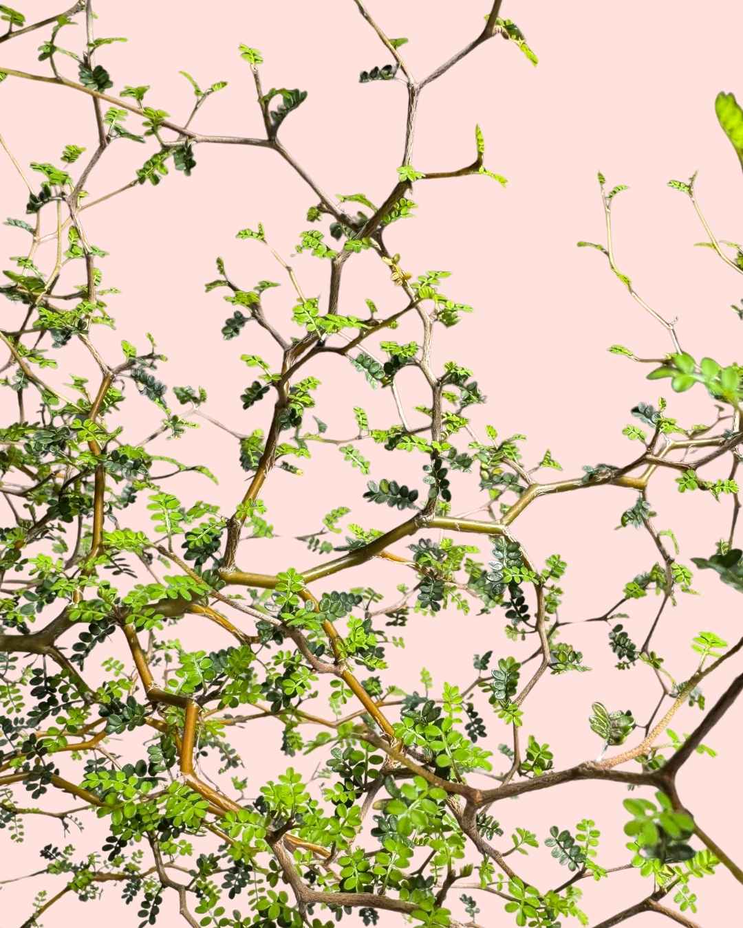 Sophora Prostrata - Pur Plant
