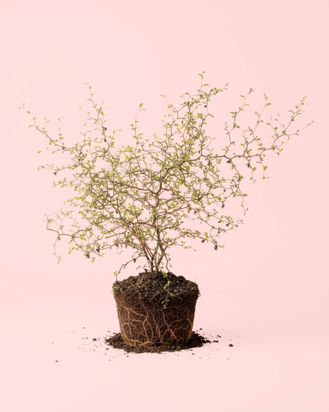 Sophora Prostrata - Pur Plant