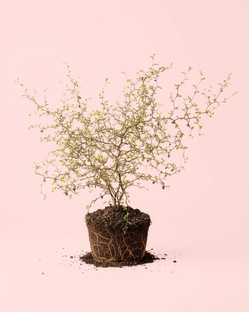 Sophora Prostrata - Pur Plant