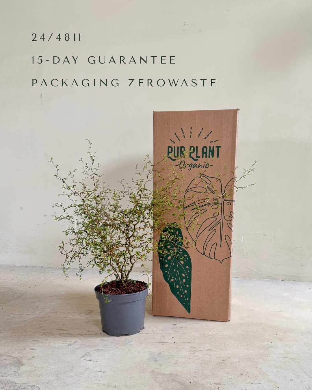 Sophora Prostrata - Pur Plant