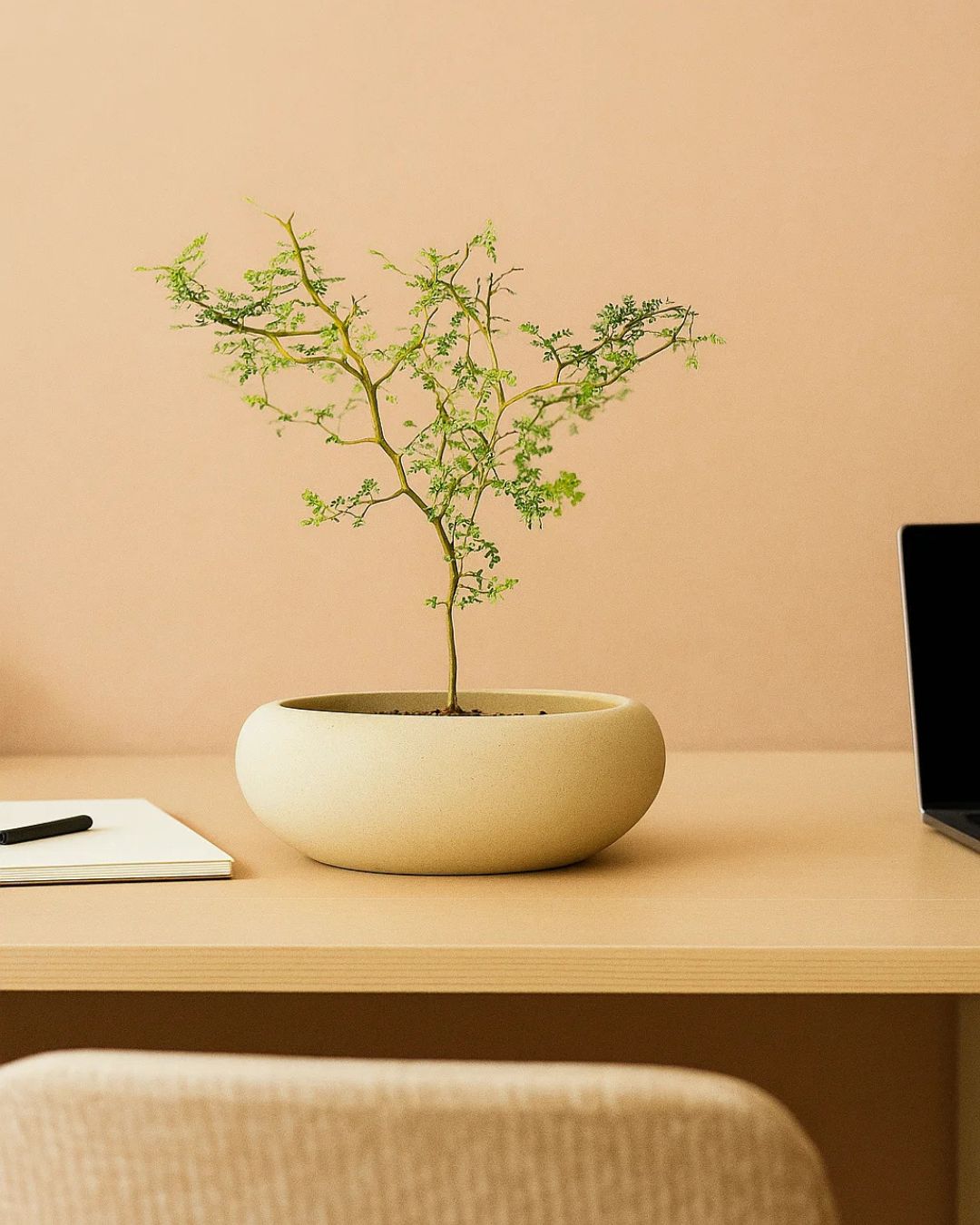 sophora-prostrata-contexto