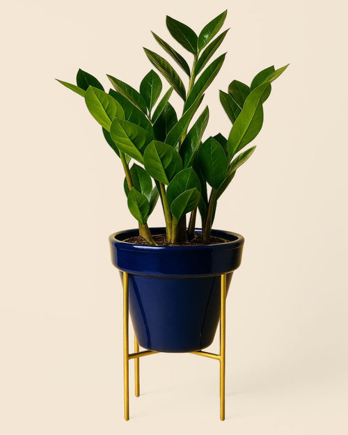 Soporte Dorado para Macetas 15 cm - Pur Plant