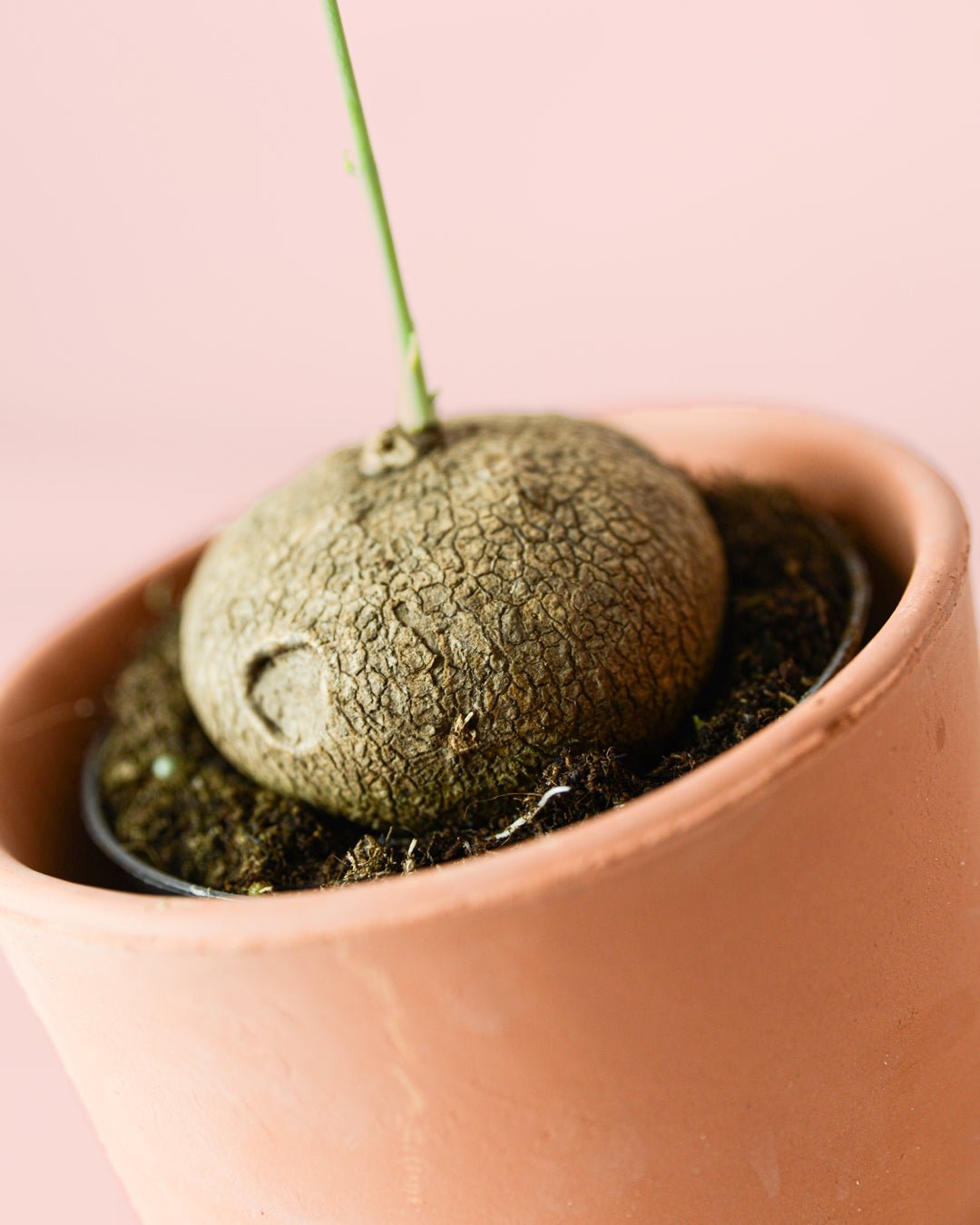 Stephania Erecta (bulbos con esquejes) - Pur Plant