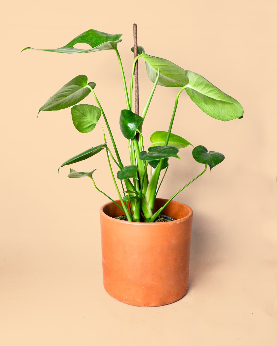 stick tutor biodegradable planta