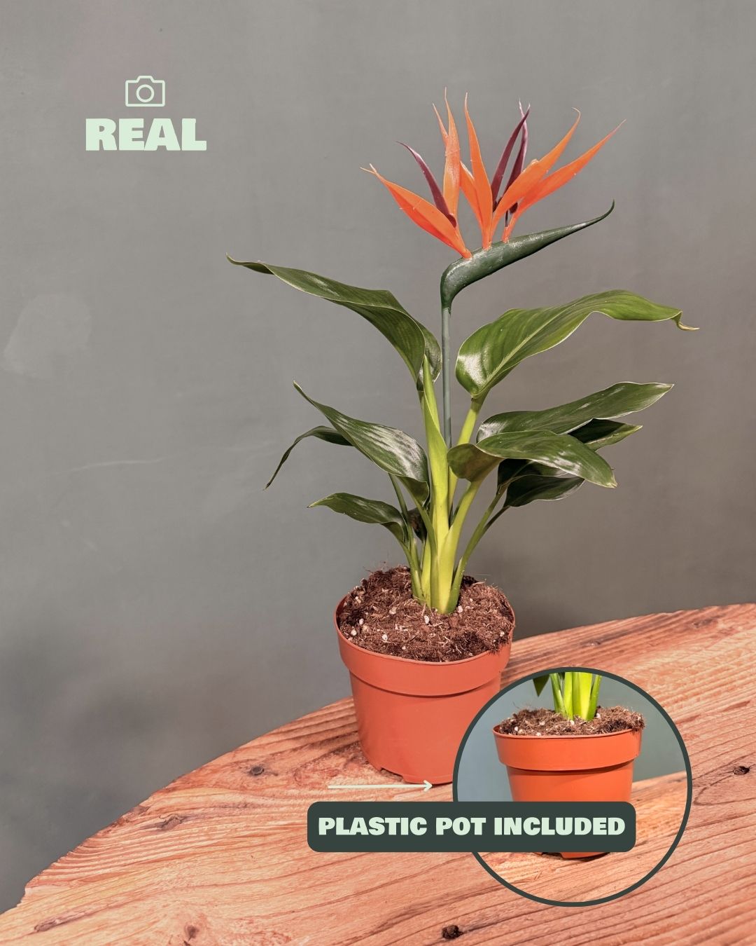 Strelitzia Reginae – Ave del Paraíso M - Pur Plant
