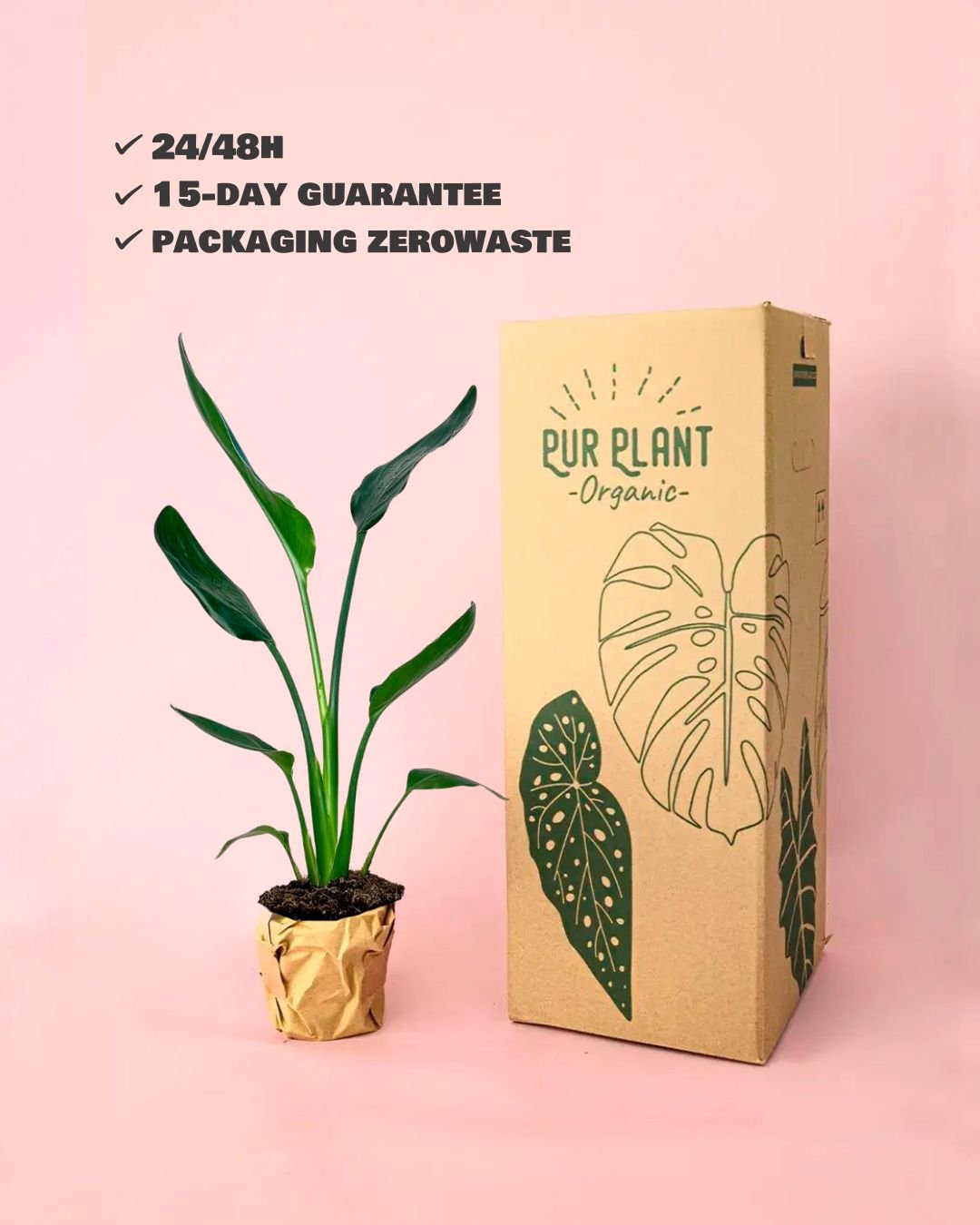 Strelitzia Reginae – Ave del Paraíso M - Pur Plant