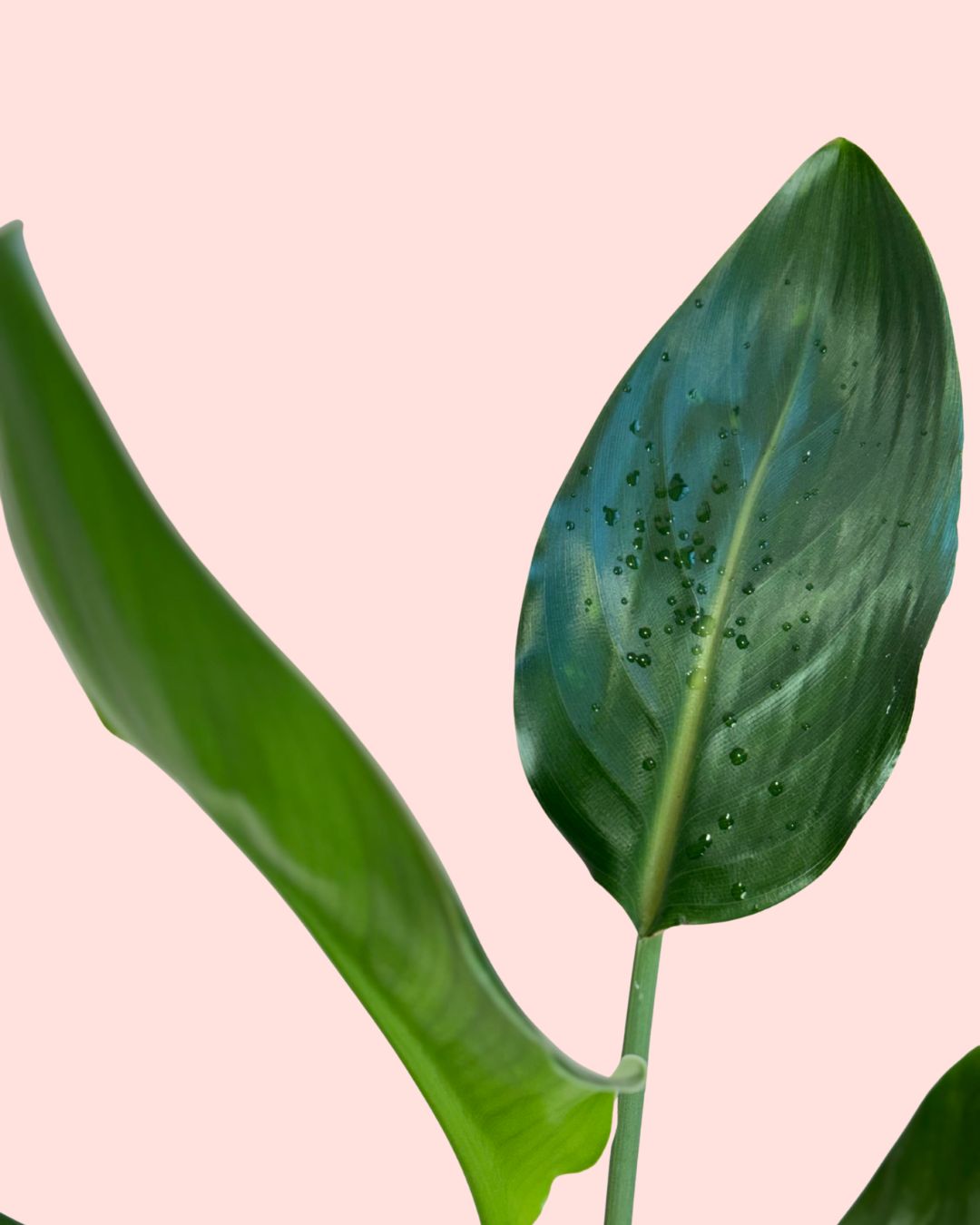 strelitzia-reginae-m-detalle