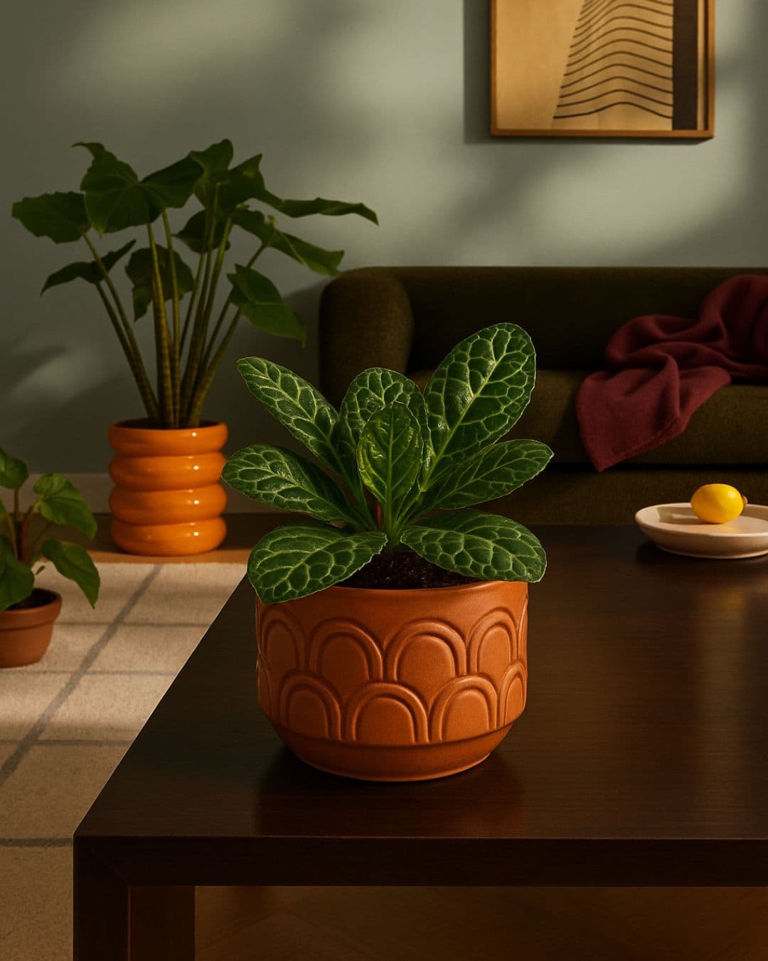 streptocarpus tortuga contexto