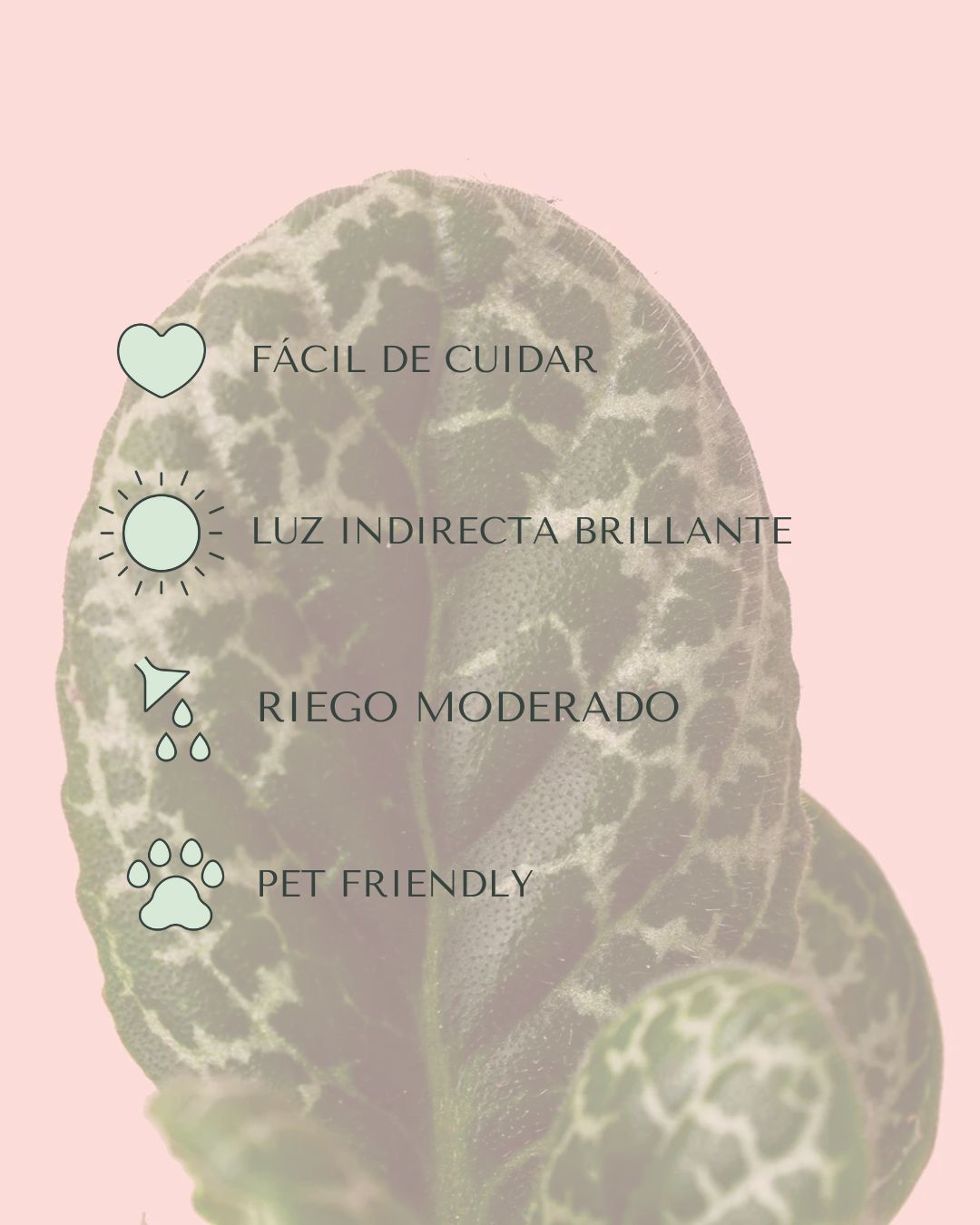 streptocarpus tortuga cuidados