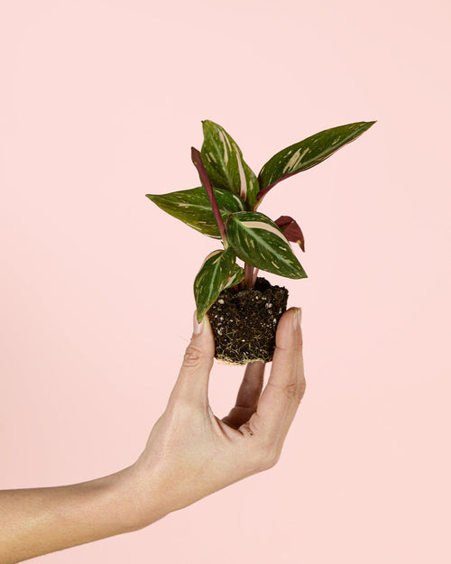 Stromanthe Magic Star Mini - Pur Plant