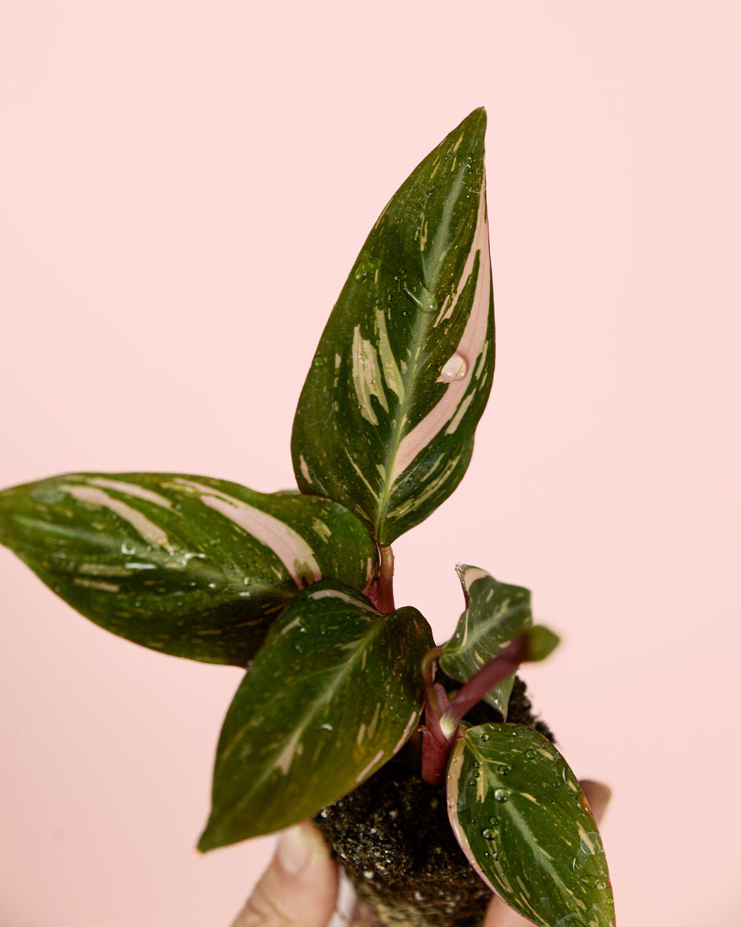 Stromanthe Magic Star Mini - Pur Plant